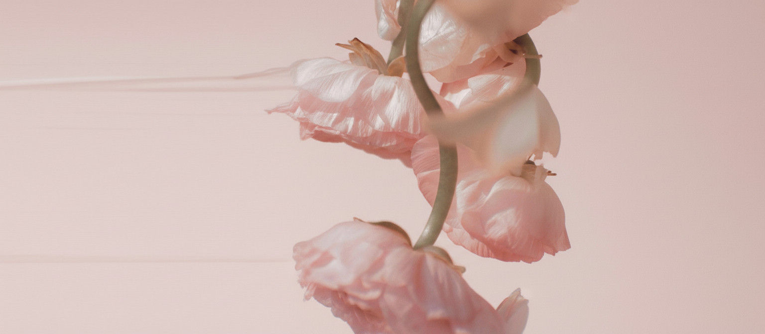 collection-banner-image